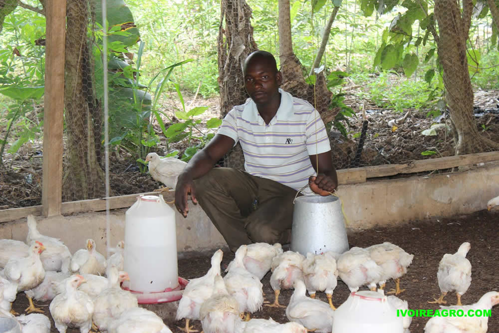 22/04/17   Filire avicole : SAIGRINE  sauve lactivit dun fermier   Bingerville